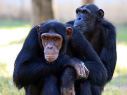 Биологи: обезьяны тоже угощают друзей