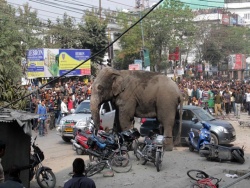 В Индии дикий слон разгромил улицы города