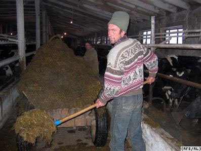 Беларусь: меньше кормить и больше доить