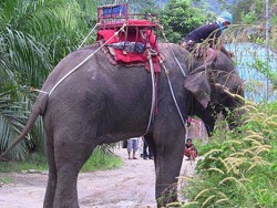 Взбесившийся слон убил туриста в Таиланде