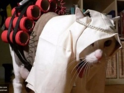 Московская полиция разыскивает кота-шахида