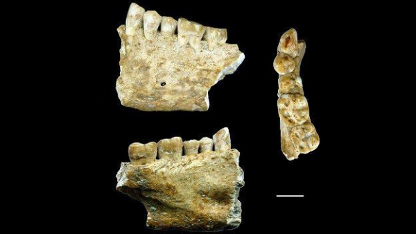 Этой человеческой челюсти 6500 лет