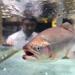 Ввоз рыбы в Россию упал вдвое