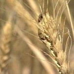 Круги идеальной формы обнаружили на пшеничном поле в Адыгее