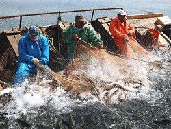 Германия забеспокоилась экологией Балтийского моря