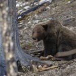 Житель Башкирии застрелил медведя за съеденную корову