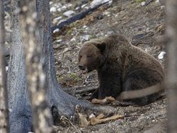 Житель Башкирии застрелил медведя за съеденную корову