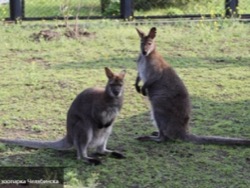 Австралийская полиция ищет кенгуру-маньяка