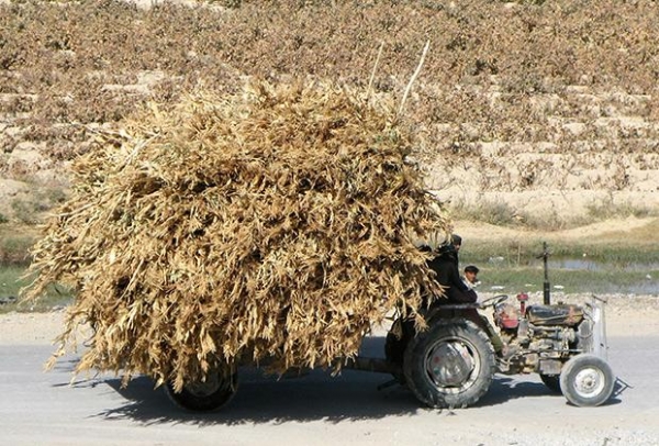 Богатый урожай афганской марихуаны