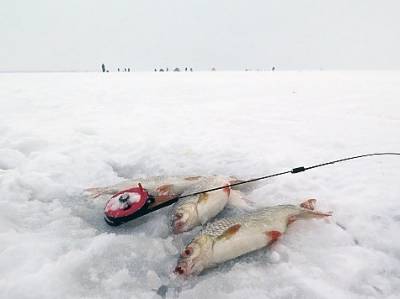 За плотвой и подлещиком с безмотылкой