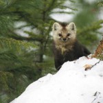 Во избежание недопонимания