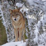 Опасный и голодный волк замечен на Софийской улице в Петербурге