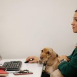 На работу с собакой: как выглядит pet-friendly-офис в Москве