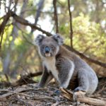 Австралия выделяет рекордную сумму на спасение популяции коал